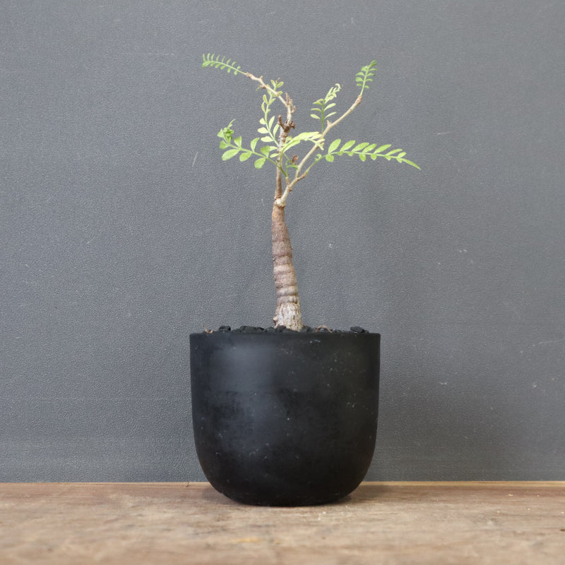 O.ヒファエノイデス（実生） 15