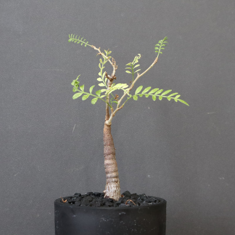 O.ヒファエノイデス（実生） 15