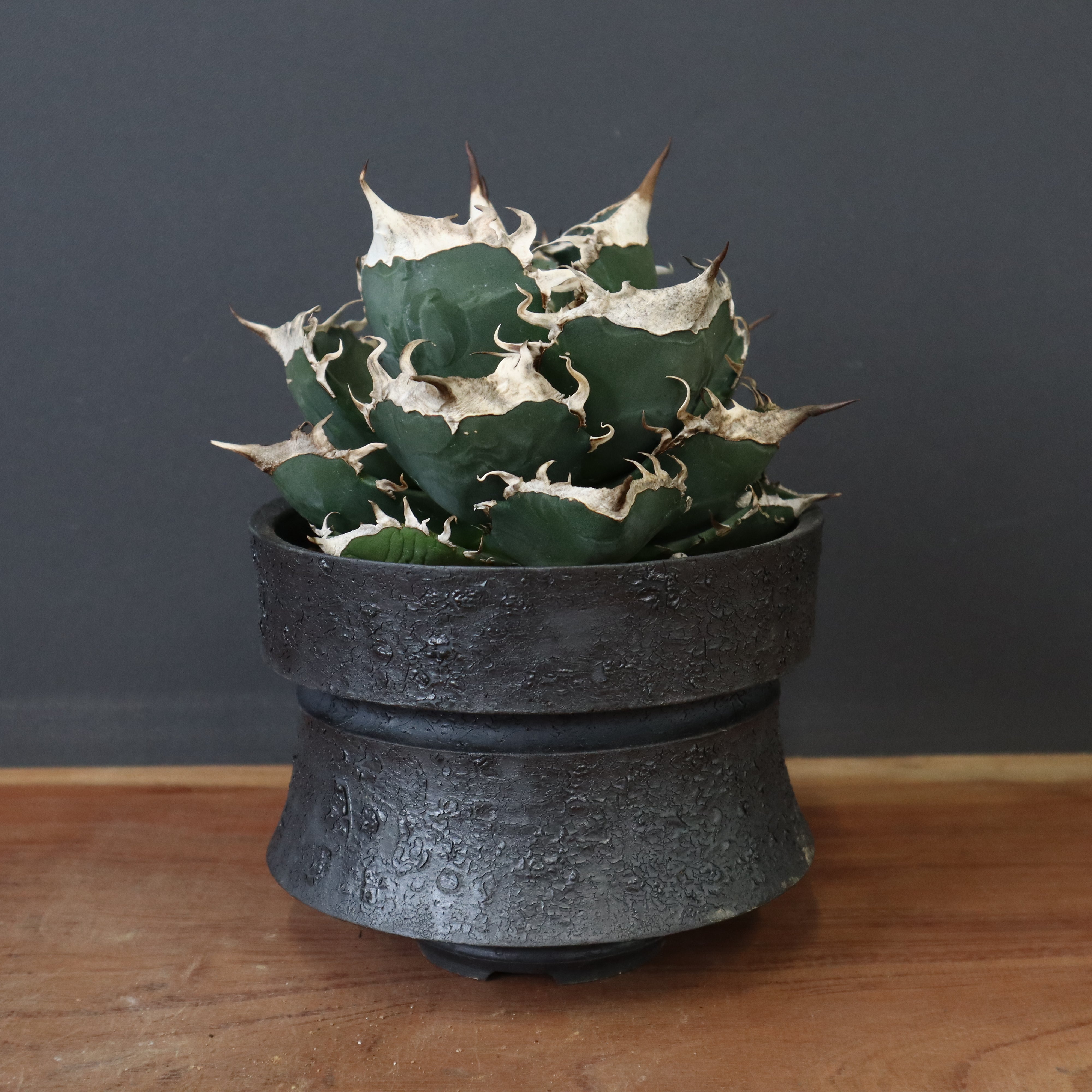 アガベSAD 南アフリカダイヤモンド陶器鉢