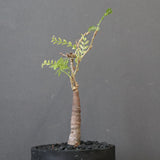 O.ヒファエノイデス（実生） 15