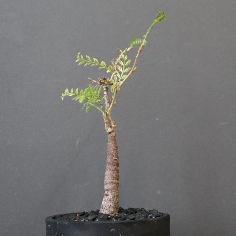 O.ヒファエノイデス（実生） 15