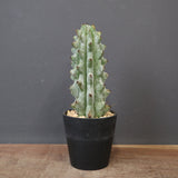 ステノカクタス・ベネッケイ EC2148