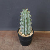 ステノカクタス・ベネッケイ EC2148