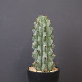 ステノカクタス・ベネッケイ EC2148