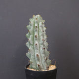 ステノカクタス・ベネッケイ EC2148