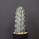 ステノカクタス・ベネッケイ EC2148