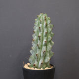 ステノカクタス・ベネッケイ EC2148