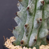 ステノカクタス・ベネッケイ EC2148