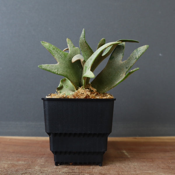 P.ウィリンキー ジェイドガール 1 – TaiShoDo ONLINE SHOP