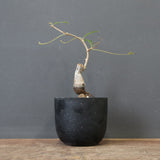 O.ヒファエノイデス（実生） 36