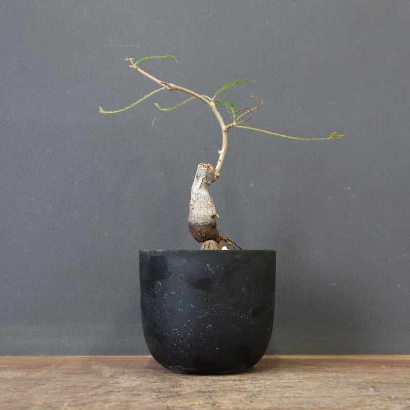 O.ヒファエノイデス（実生） 36