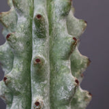 ステノカクタス・ベネッケイ EC2148