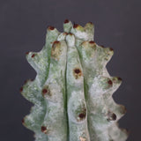 ステノカクタス・ベネッケイ EC2148