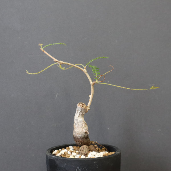 O.ヒファエノイデス（実生） 36