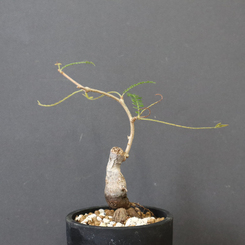 O.ヒファエノイデス（実生） 36