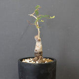 O.ヒファエノイデス（実生） 36