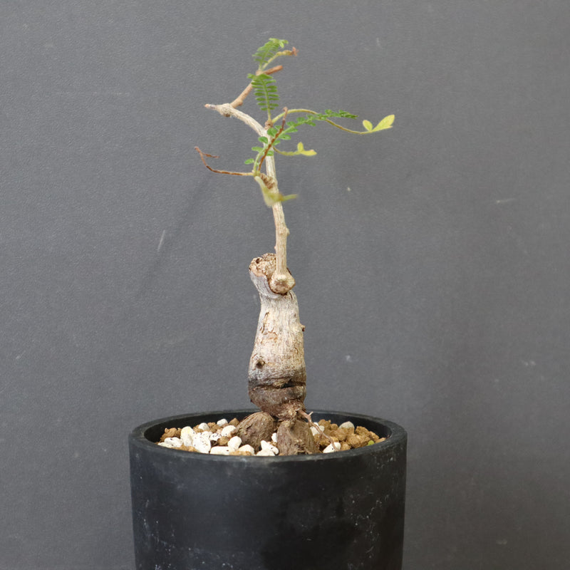 O.ヒファエノイデス（実生） 36