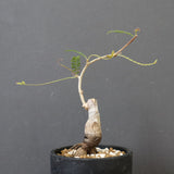 O.ヒファエノイデス（実生） 36