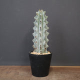 ステノカクタス・ベネッケイ EC2149