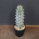 ステノカクタス・ベネッケイ EC2149