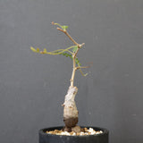 O.ヒファエノイデス（実生） 36