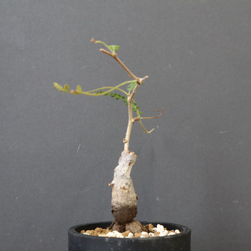 O.ヒファエノイデス（実生） 36