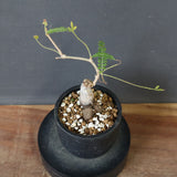 O.ヒファエノイデス（実生） 36