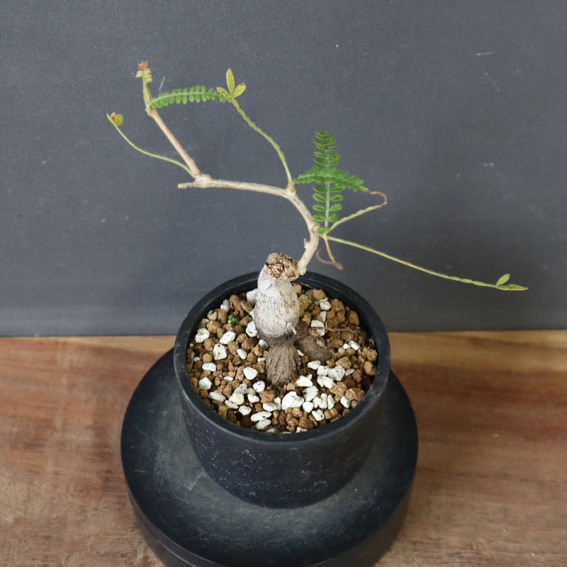 O.ヒファエノイデス（実生） 36