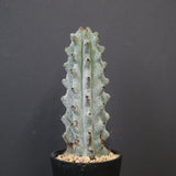 ステノカクタス・ベネッケイ EC2149