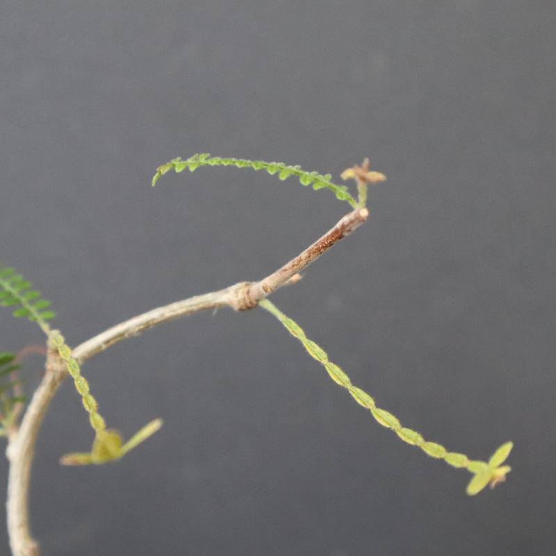 O.ヒファエノイデス（実生） 36