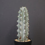 ステノカクタス・ベネッケイ EC2149