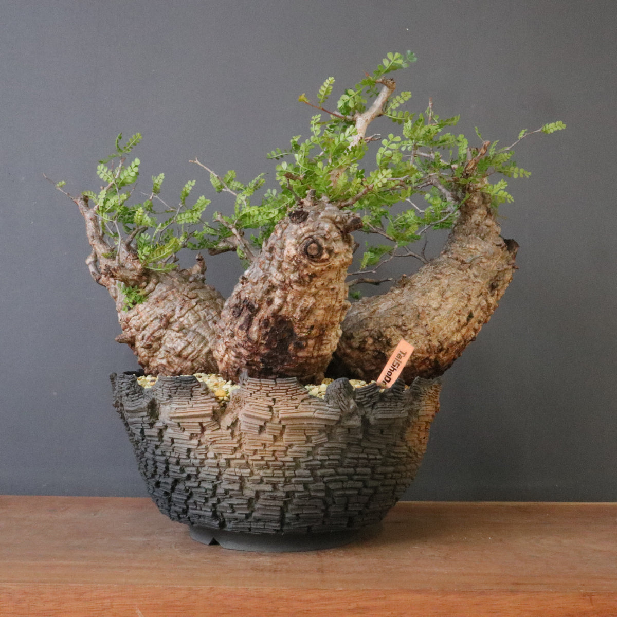 オペルクリカリア・パキプス – TaiShoDo ONLINE SHOP