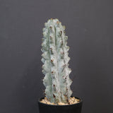 ステノカクタス・ベネッケイ EC2149