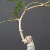 O.ヒファエノイデス（実生） 36