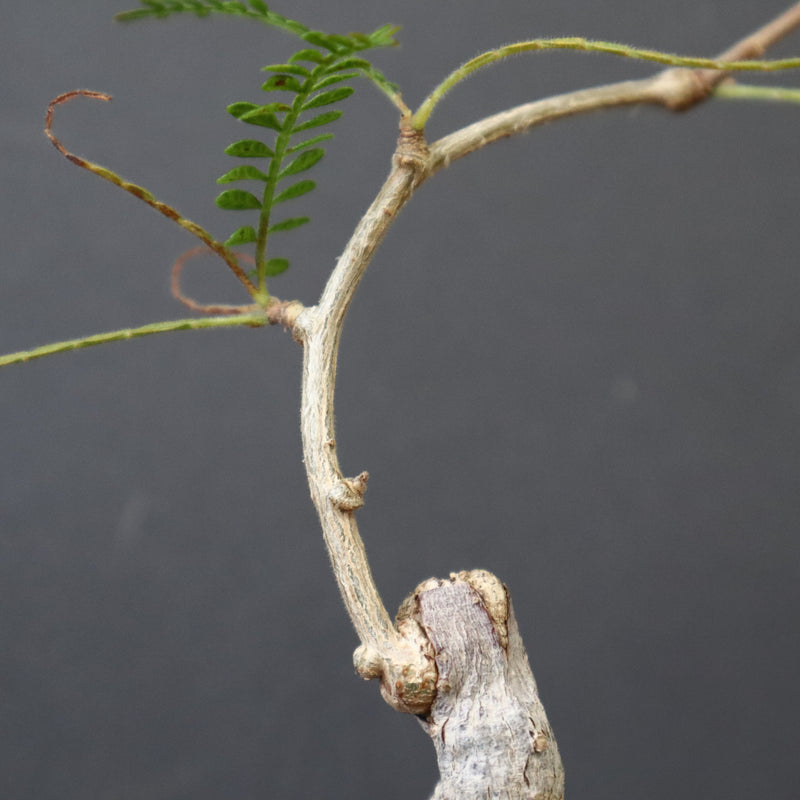 O.ヒファエノイデス（実生） 36