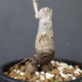 O.ヒファエノイデス（実生） 36