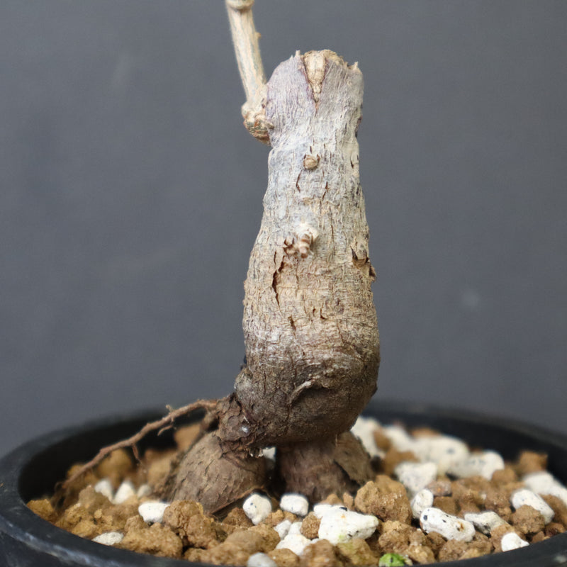 O.ヒファエノイデス（実生） 36