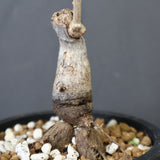 O.ヒファエノイデス（実生） 36