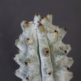 ステノカクタス・ベネッケイ EC2149