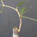 O.ヒファエノイデス（実生） 36