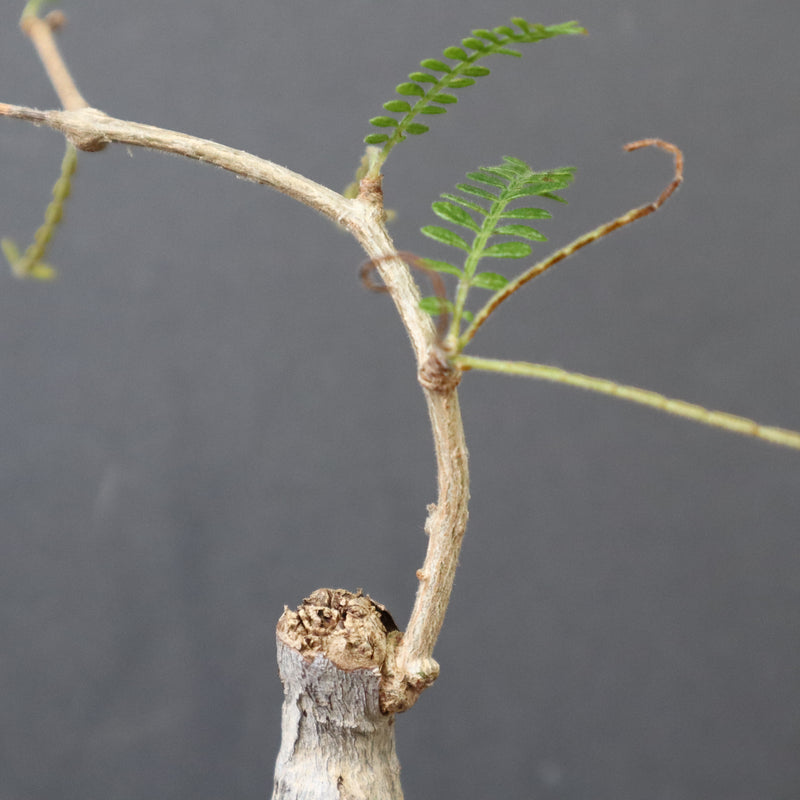 O.ヒファエノイデス（実生） 36