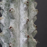 ステノカクタス・ベネッケイ EC2149