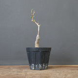 O.ヒファエノイデス（実生） 19