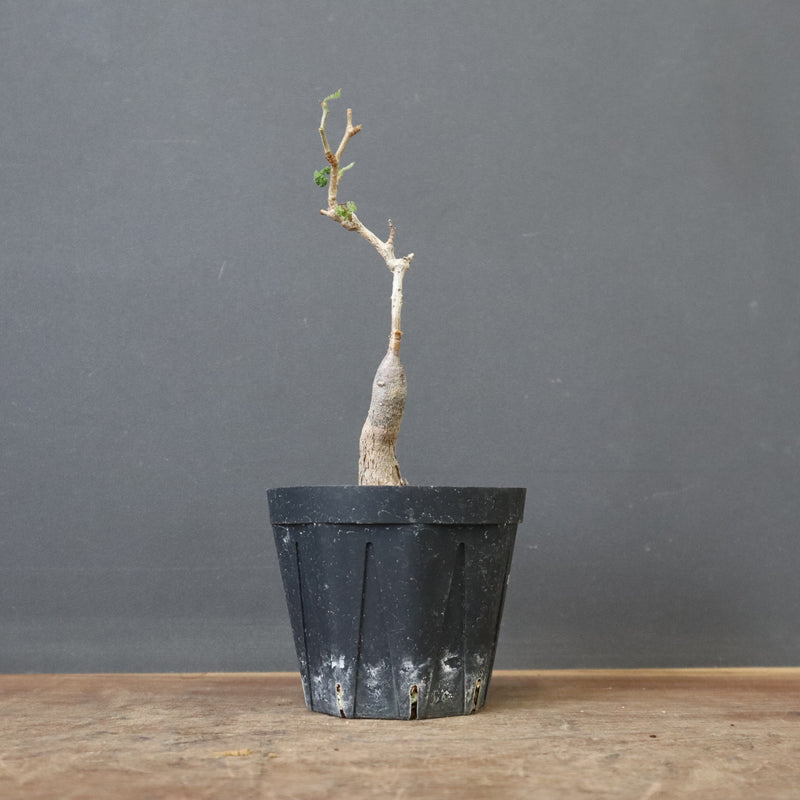 O.ヒファエノイデス（実生） 19