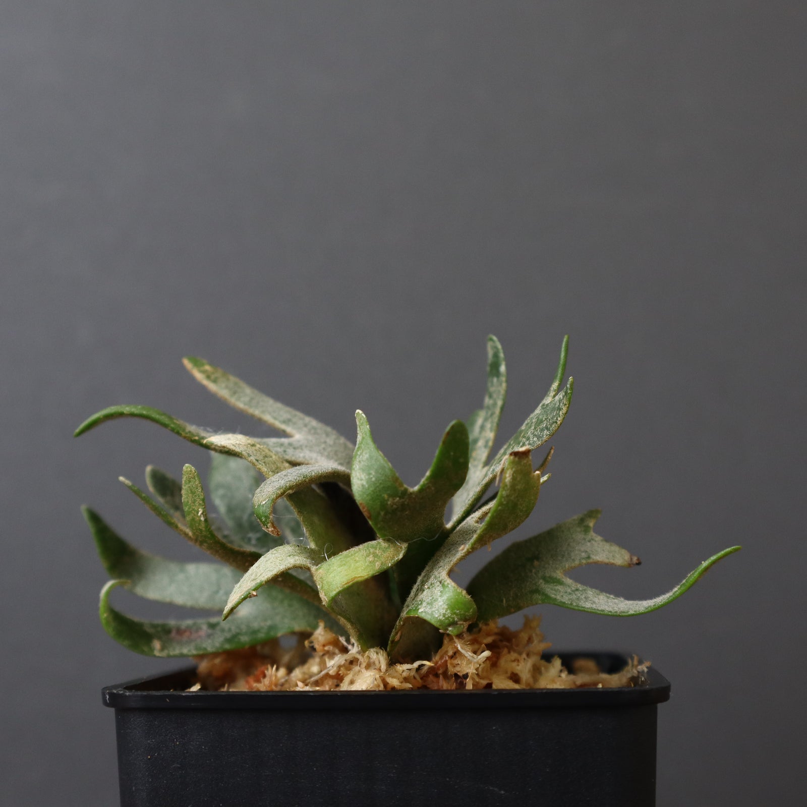 P.ウィリンキー ジェイドガール 2 – TaiShoDo ONLINE SHOP