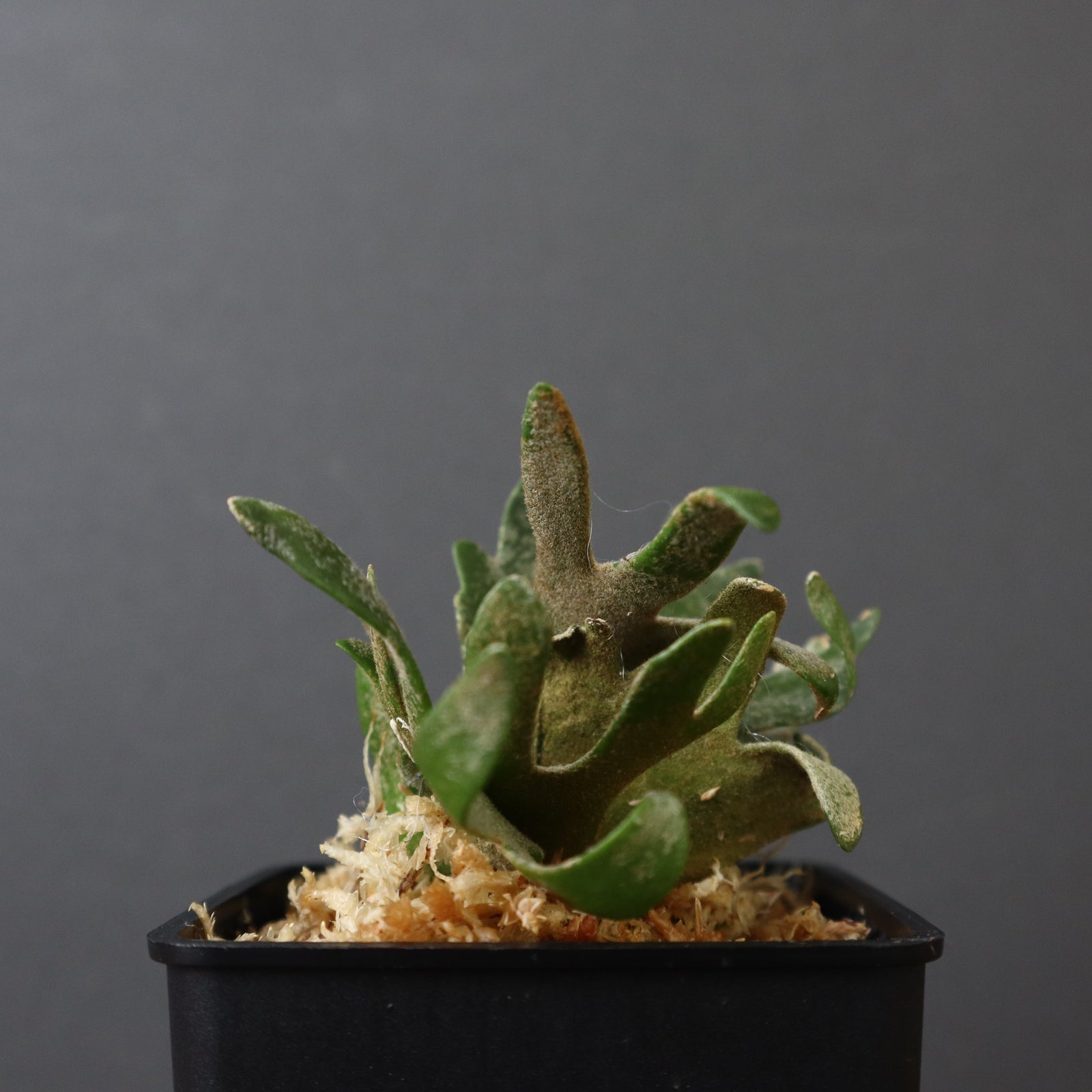 P.ウィリンキー ジェイドガール 2 – TaiShoDo ONLINE SHOP