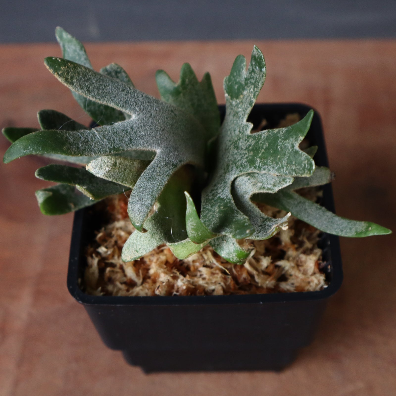 P. willinckii Jade GirlウィリンキージェイドガールT108 238620646edecf1f8fdcf8e572392c