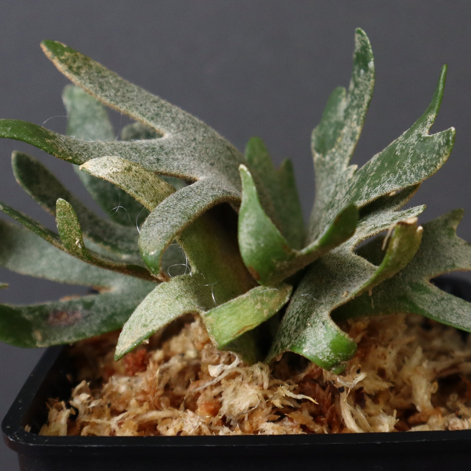 P. willinckii Jade GirlウィリンキージェイドガールT108 238620646edecf1f8fdcf8e572392c