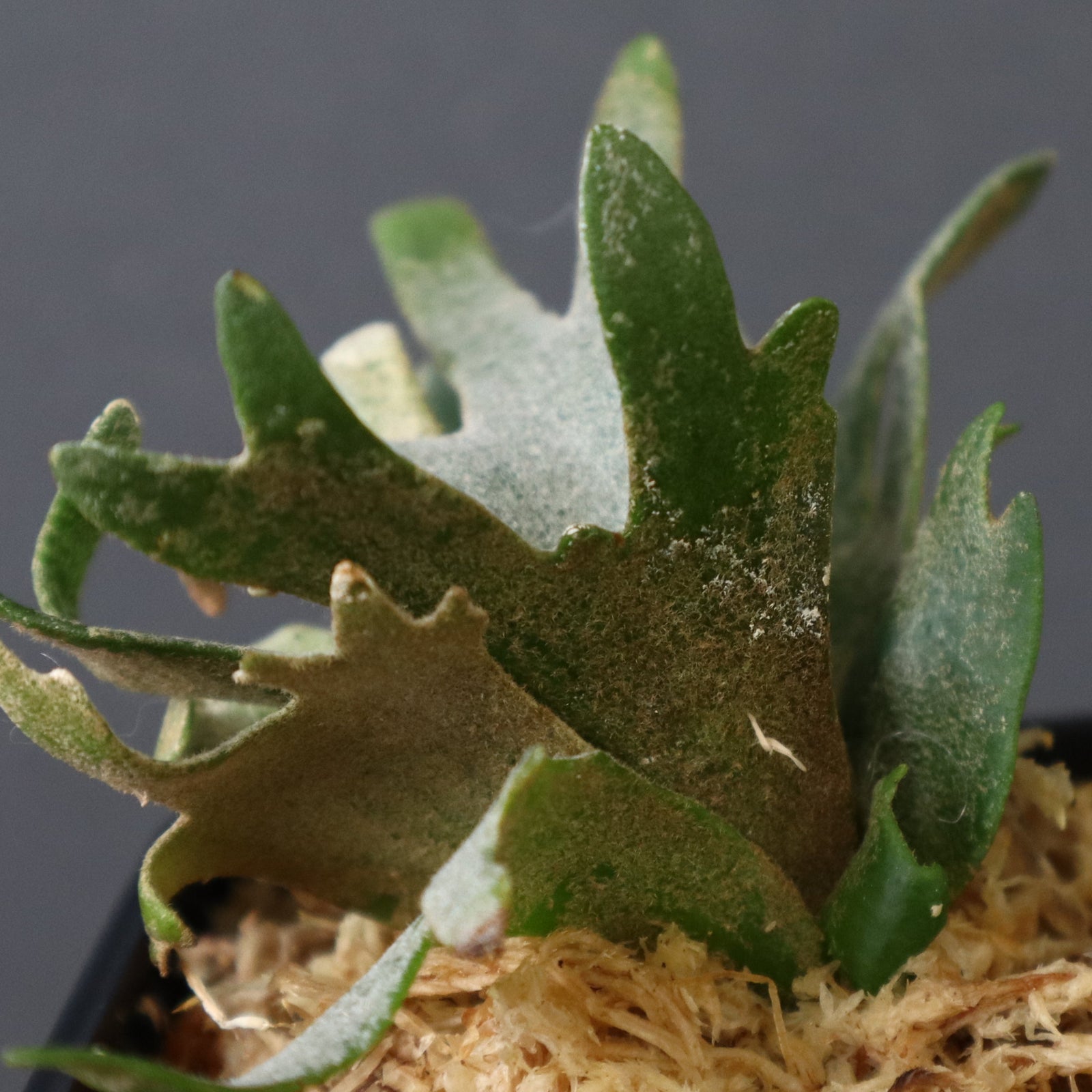 P. willinckii Jade GirlウィリンキージェイドガールT108 238620646edecf1f8fdcf8e572392c