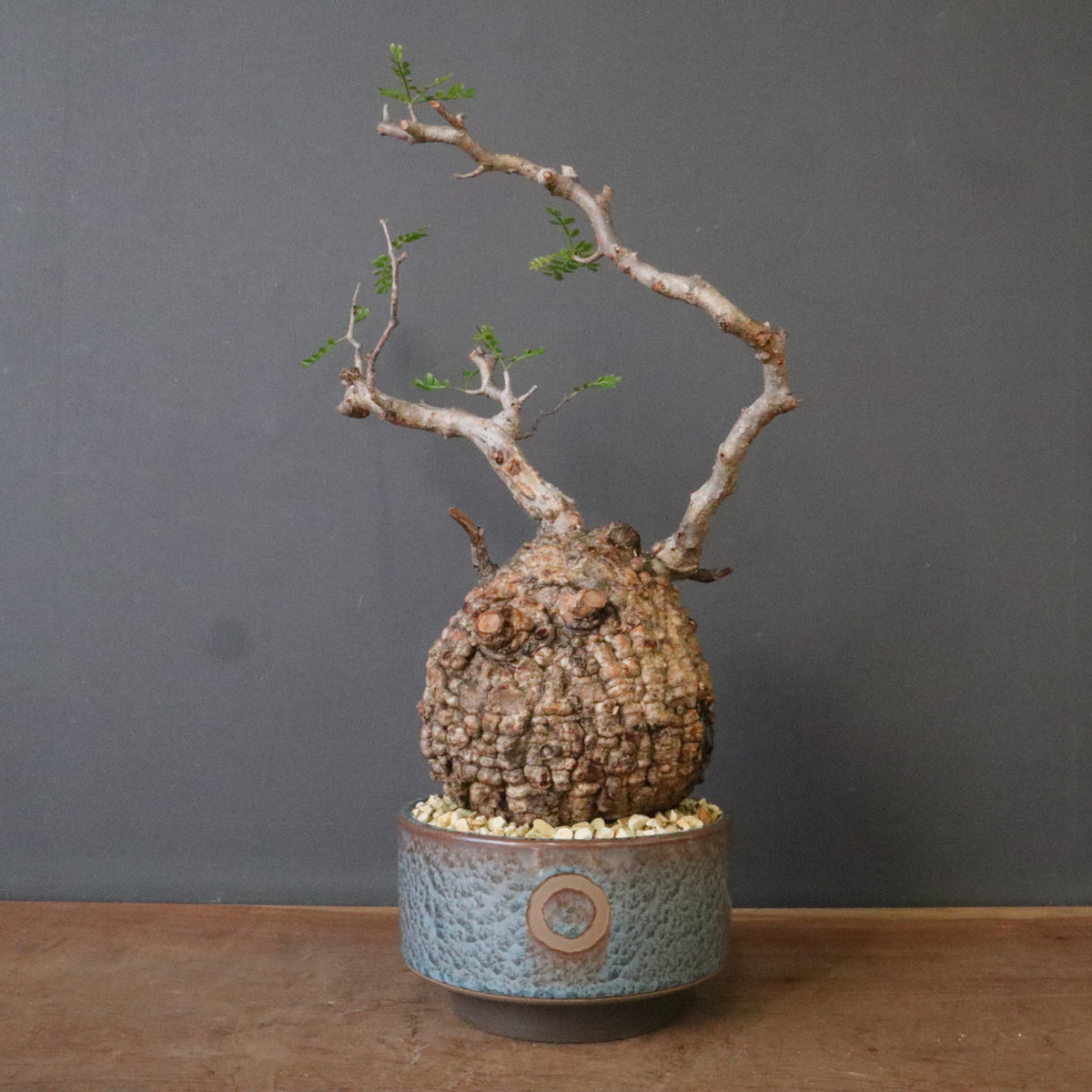 新商品 – 30ページ目 – TaiShoDo ONLINE SHOP